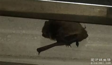 蝙蝠來我家 看到蝙蝠代表什么